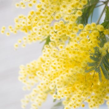 Begeleiding bij Praktijk Vie